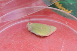 Image of Sierra Green Sulphur