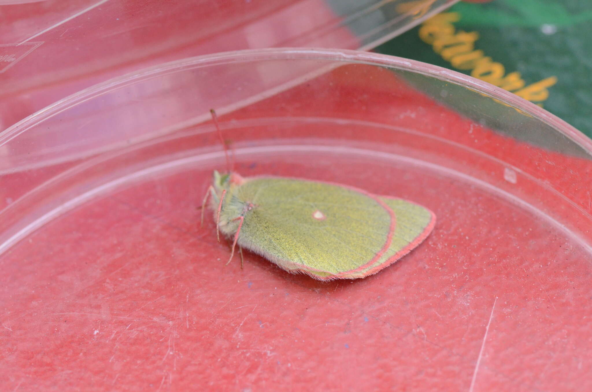 Image of Sierra Green Sulphur