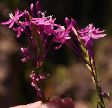 Imagem de Thereianthus minutus (Klatt) G. J. Lewis