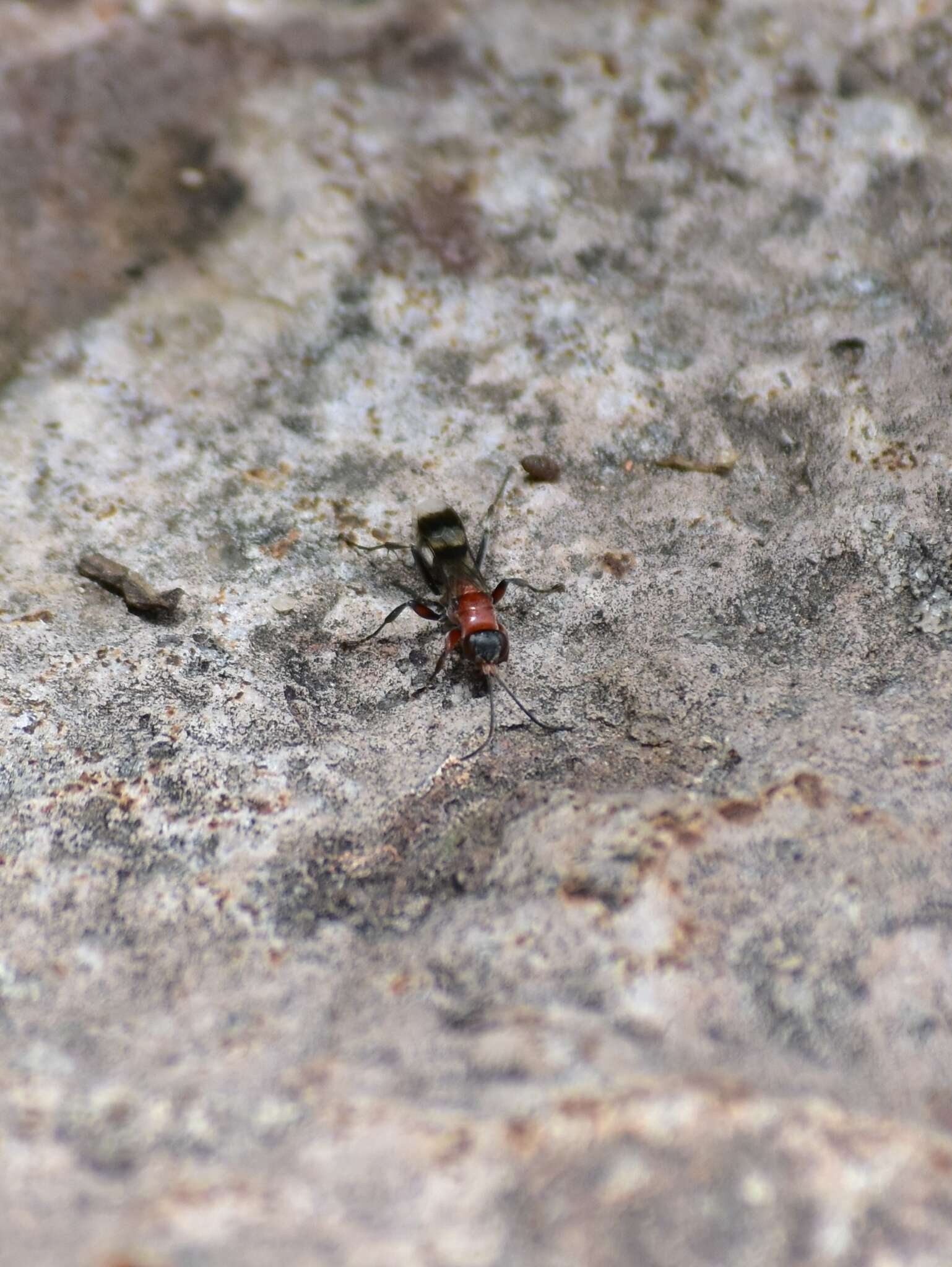 صورة Epipompilus aztecus (Cresson 1869)