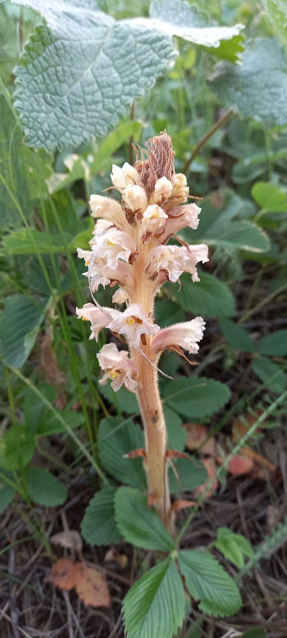 Слика од Orobanche alsatica subsp. libanotidis (Ruprecht) Pusch
