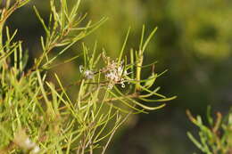 Image of Grevillea neurophylla Gand.