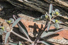 Image of Euphorbia glanduligera Pax