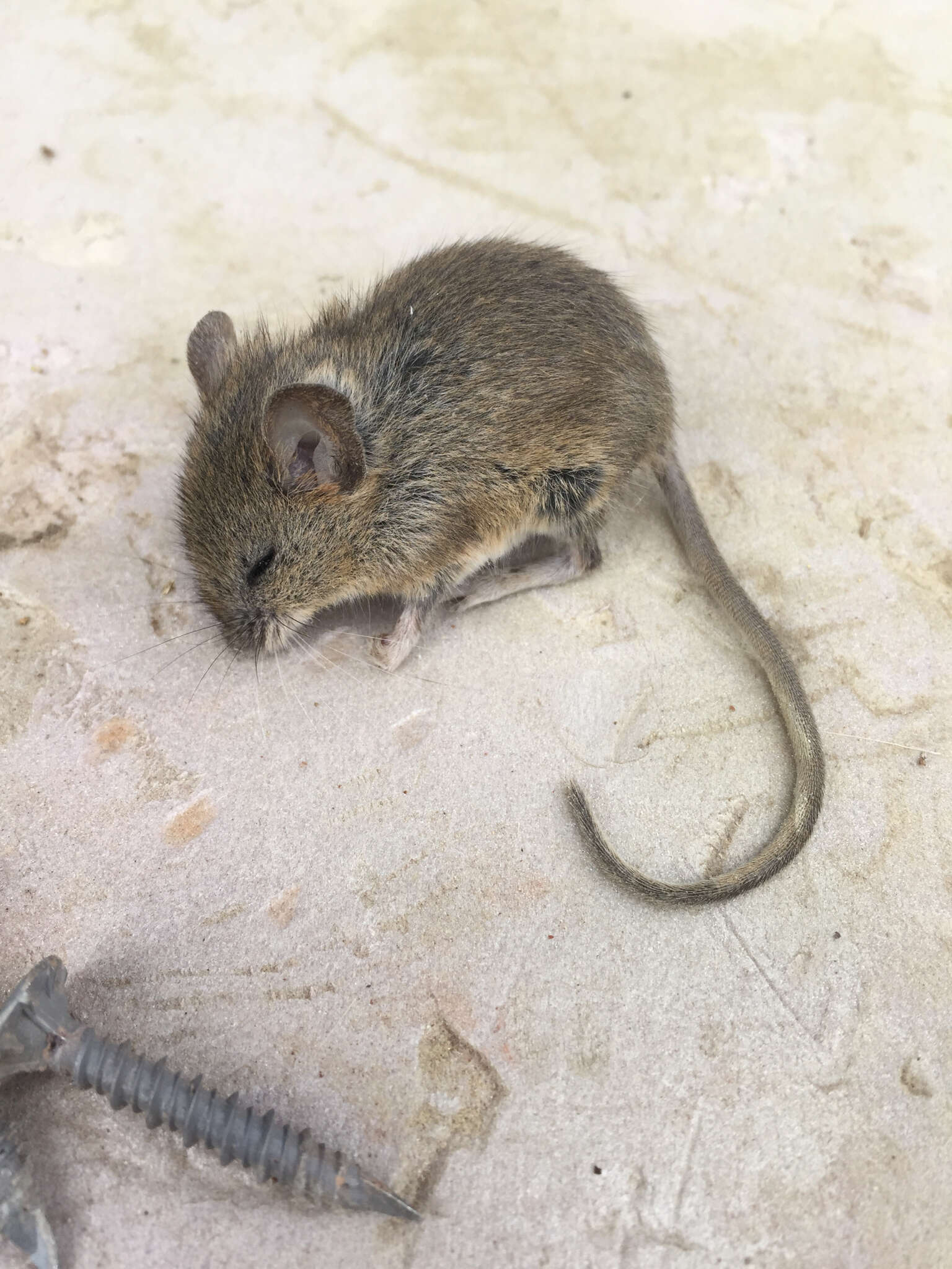 Image of brush mouse