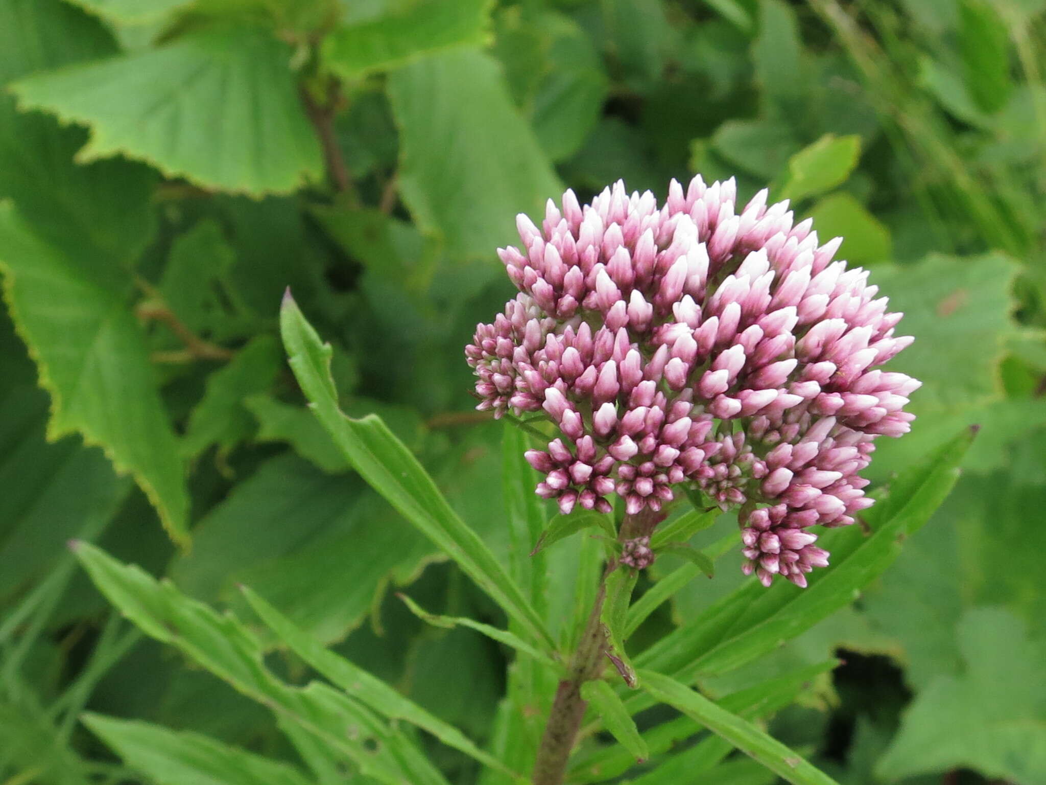 Sivun Eupatorium lindleyanum DC. kuva