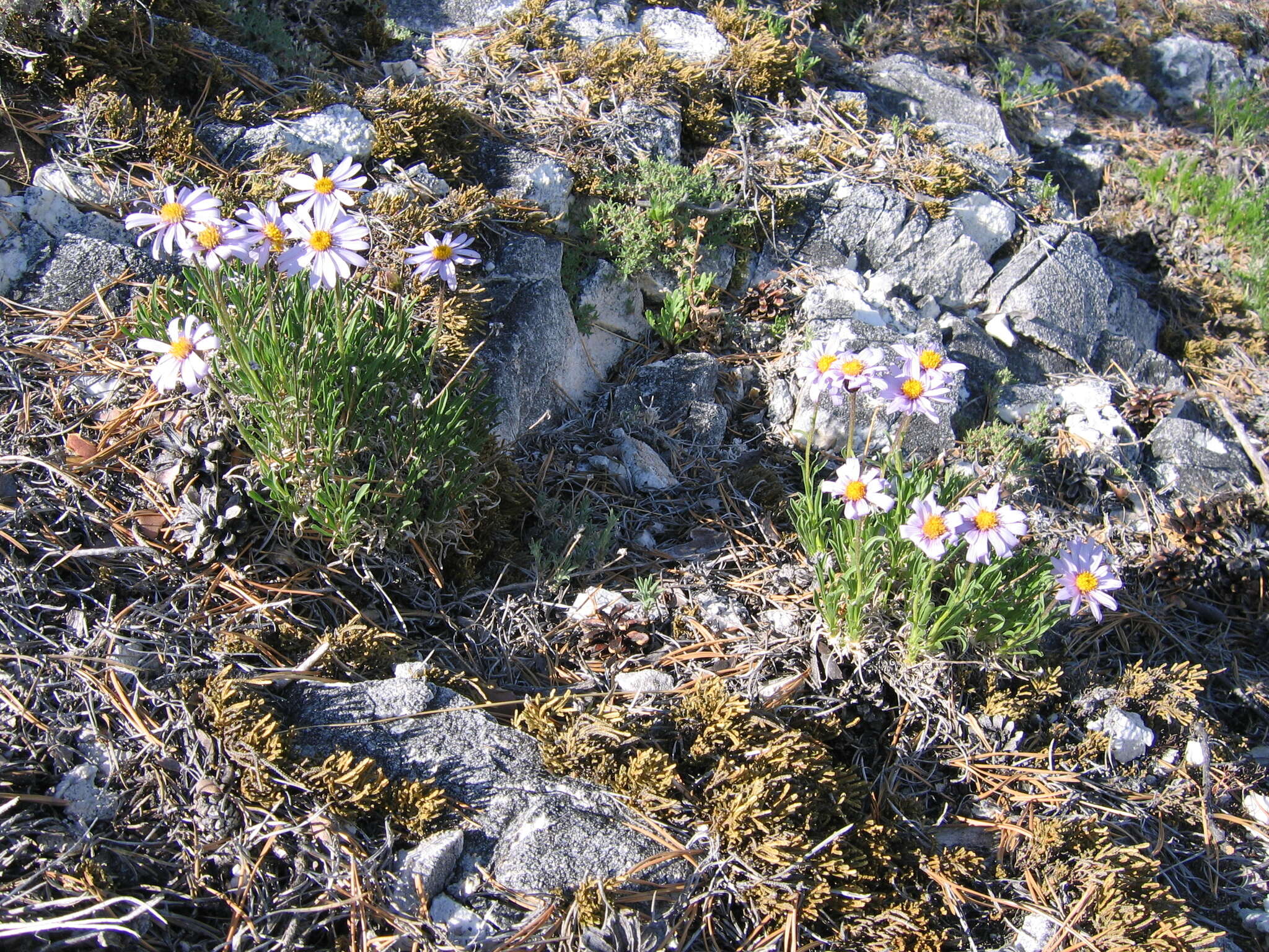 Image of Aster eremophilus Bunge