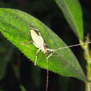 Image of Despoina spinosa Brunner von Wattenwyl 1895