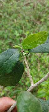 Image of Sorocea sprucei (Baill.) Macbr.