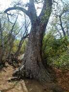 Imagem de Nothofagus macrocarpa (A. DC.) F. M. Vázquez & R. A. Rodr.