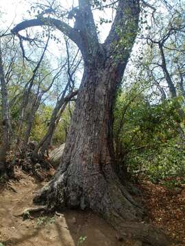 Image of Nothofagus macrocarpa (A. DC.) F. M. Vázquez & R. A. Rodr.