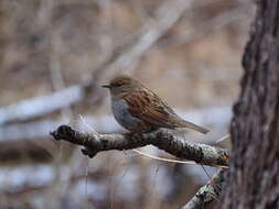 Image of Japanese Accentor