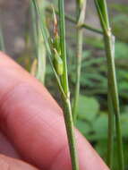 Image of Hitchcock's sedge