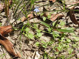 Image of Lobelia quadrangularis R. Br.