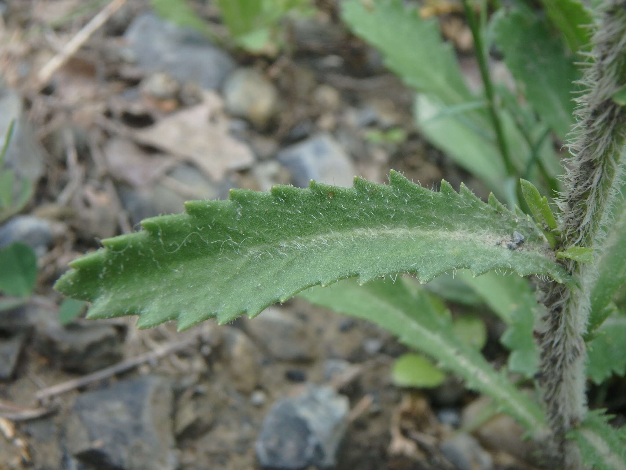 Слика од Leucanthemum pallens (J. Gay ex Perreym.) DC.