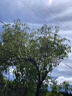 Image of Sambucus cerulea var. neomexicana