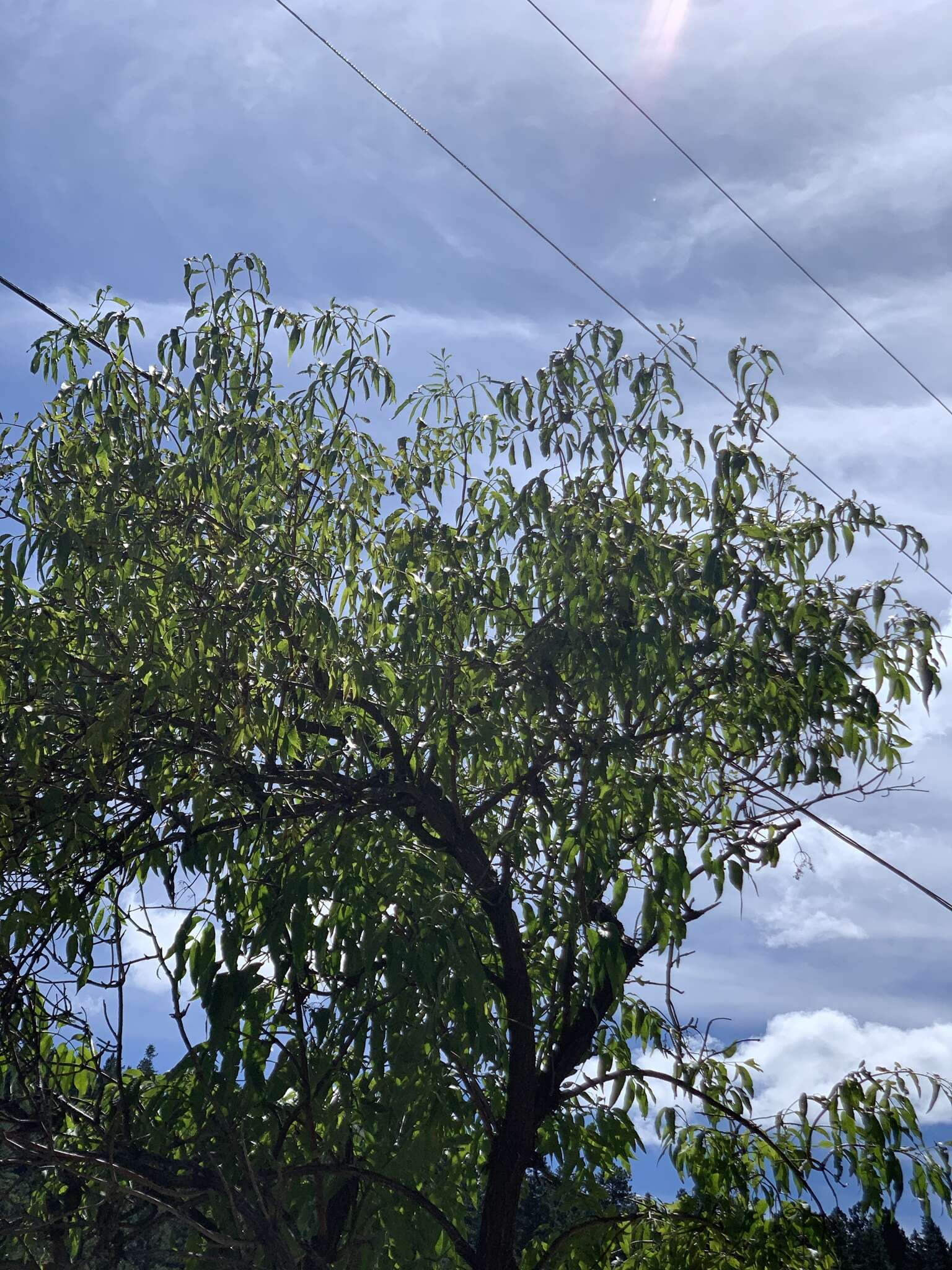 Image de Sambucus cerulea var. neomexicana