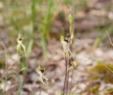 Image of Small spider orchid