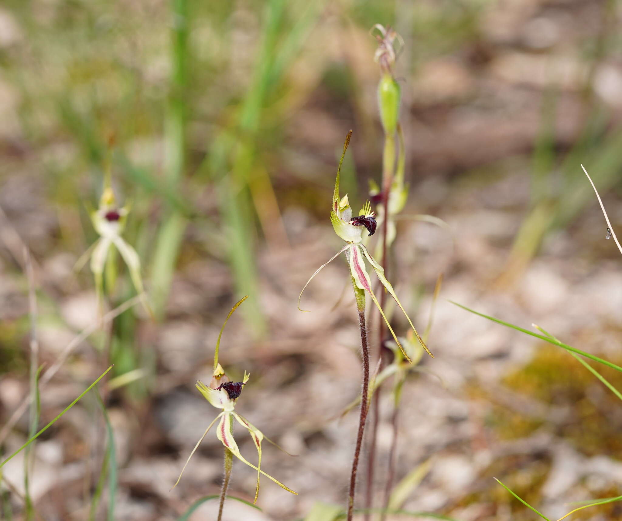 Image of Small spider orchid