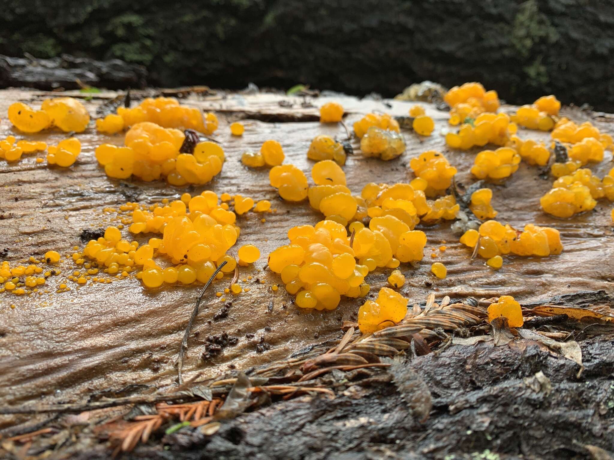 Image of Dacrymyces dictyosporus G. W. Martin 1959