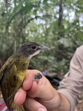 Image of White-bearded Bulbul