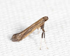 Sivun Caloptilia hypericella (Braun 1918) kuva