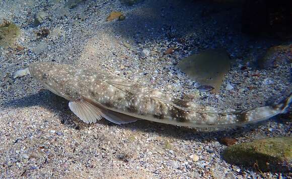 Image of Dusky Flathead