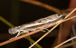 Image de Platytes alpinella Hübner (1811)