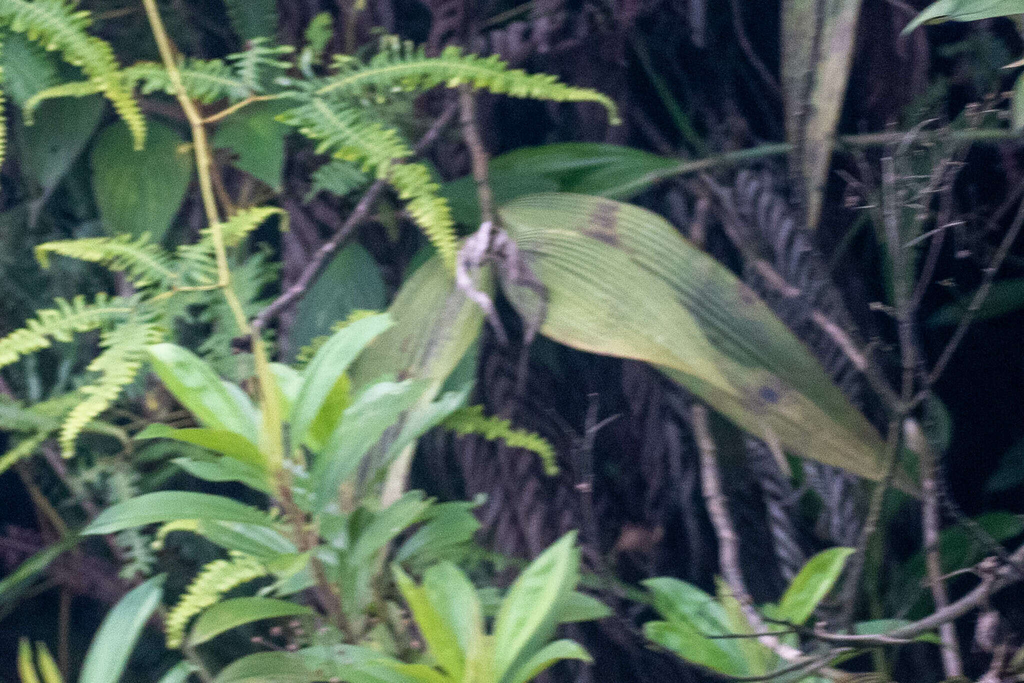 Image of Sobralia pulcherrima Garay