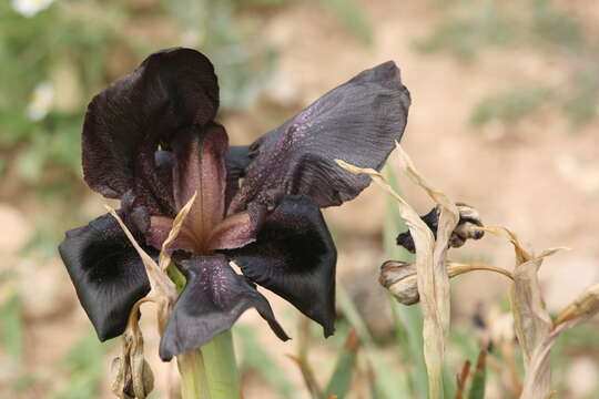 Image of Black Iris