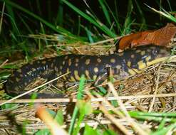 Image of Eastern Tiger Salamander