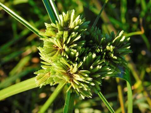 Image of Tall flatsedge