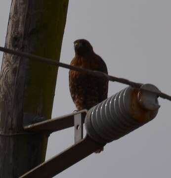 Image of Buteo lineatus elegans Cassin 1855