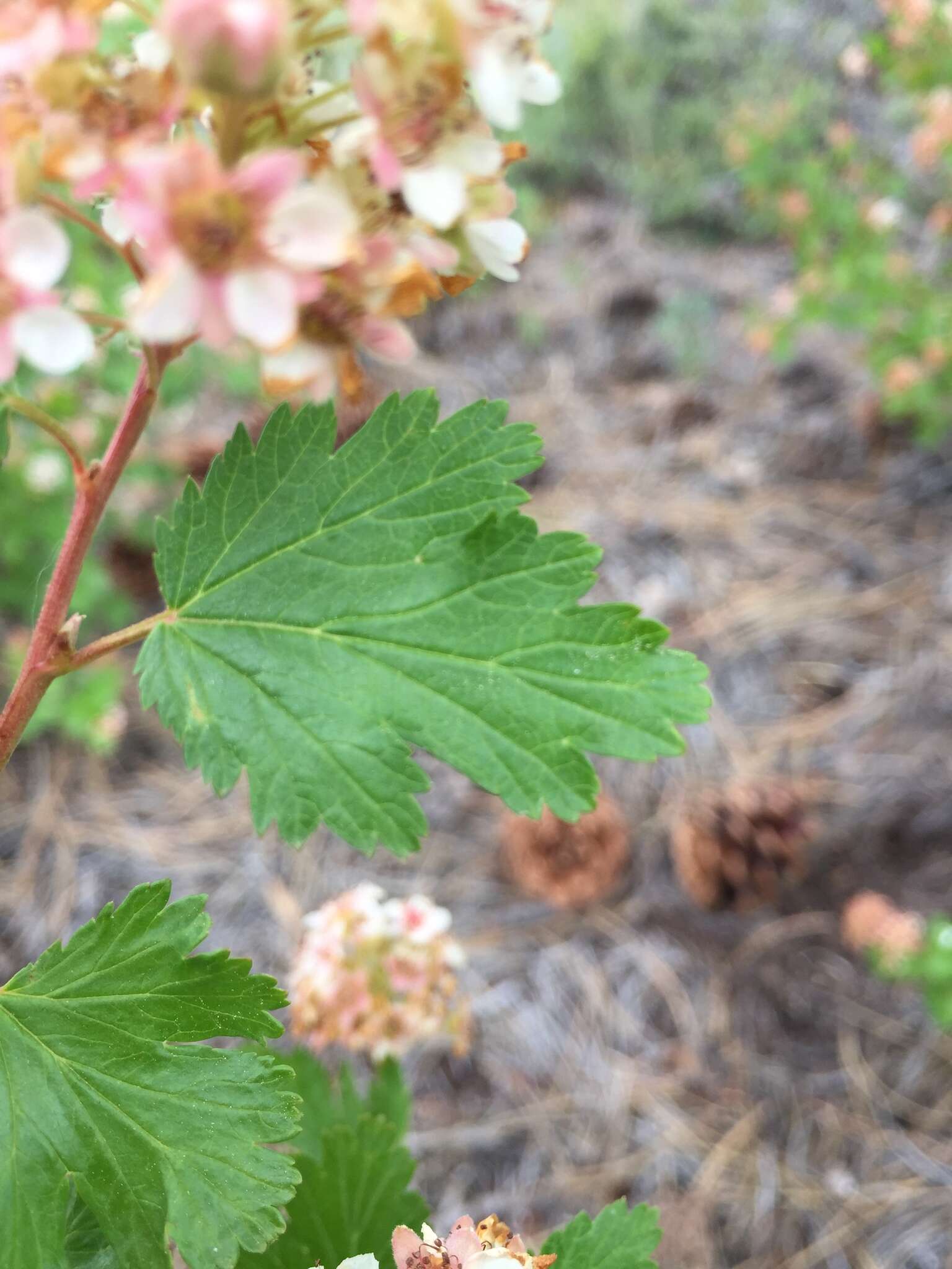 Слика од Physocarpus monogynus (Torr.) Kuntze