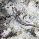 Image of Shortnose pipefish