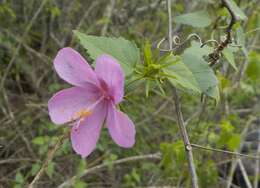 Image of Brazilian rosemallow