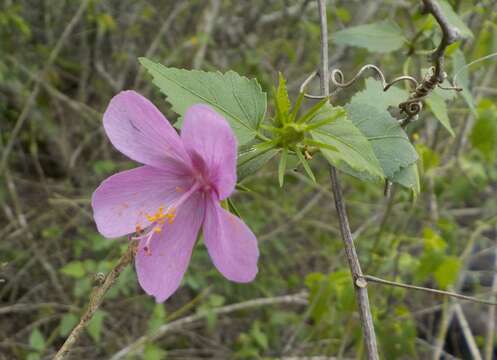 Imagem de Hibiscus phoeniceus Jacq.