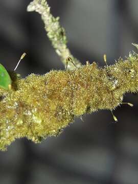 Image of Ephemeropsis