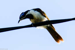 Image of Blue-faced Honeyeaters