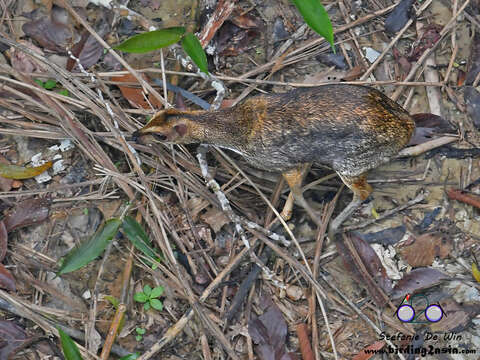 Image of Balabac Chevrotain