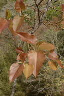 Image of Ficus arnottiana (Miq.) Miq.