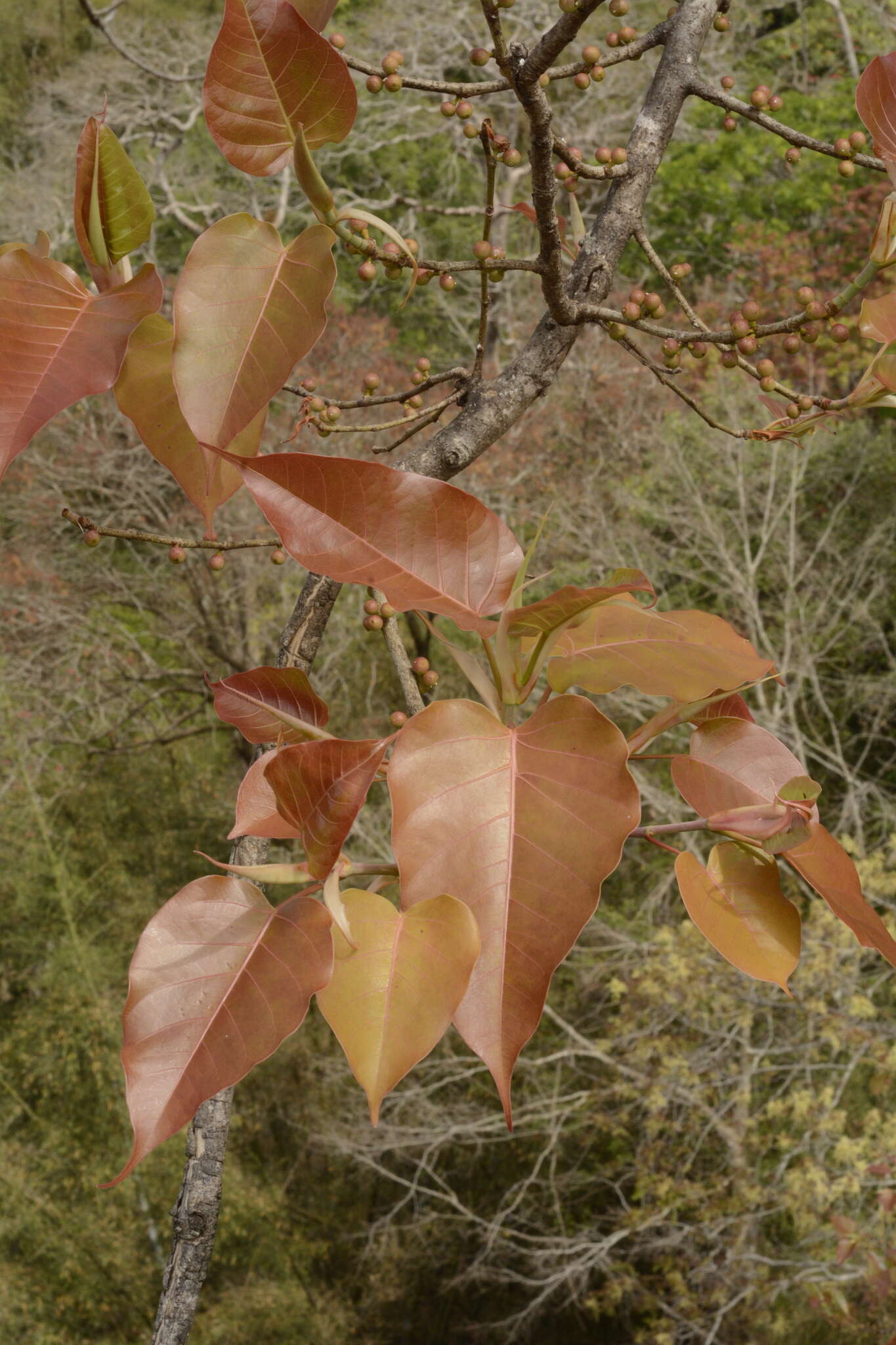 Image of Ficus arnottiana (Miq.) Miq.