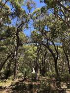 Image of blue-leaf stringybark