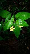 Image of fringed loosestrife