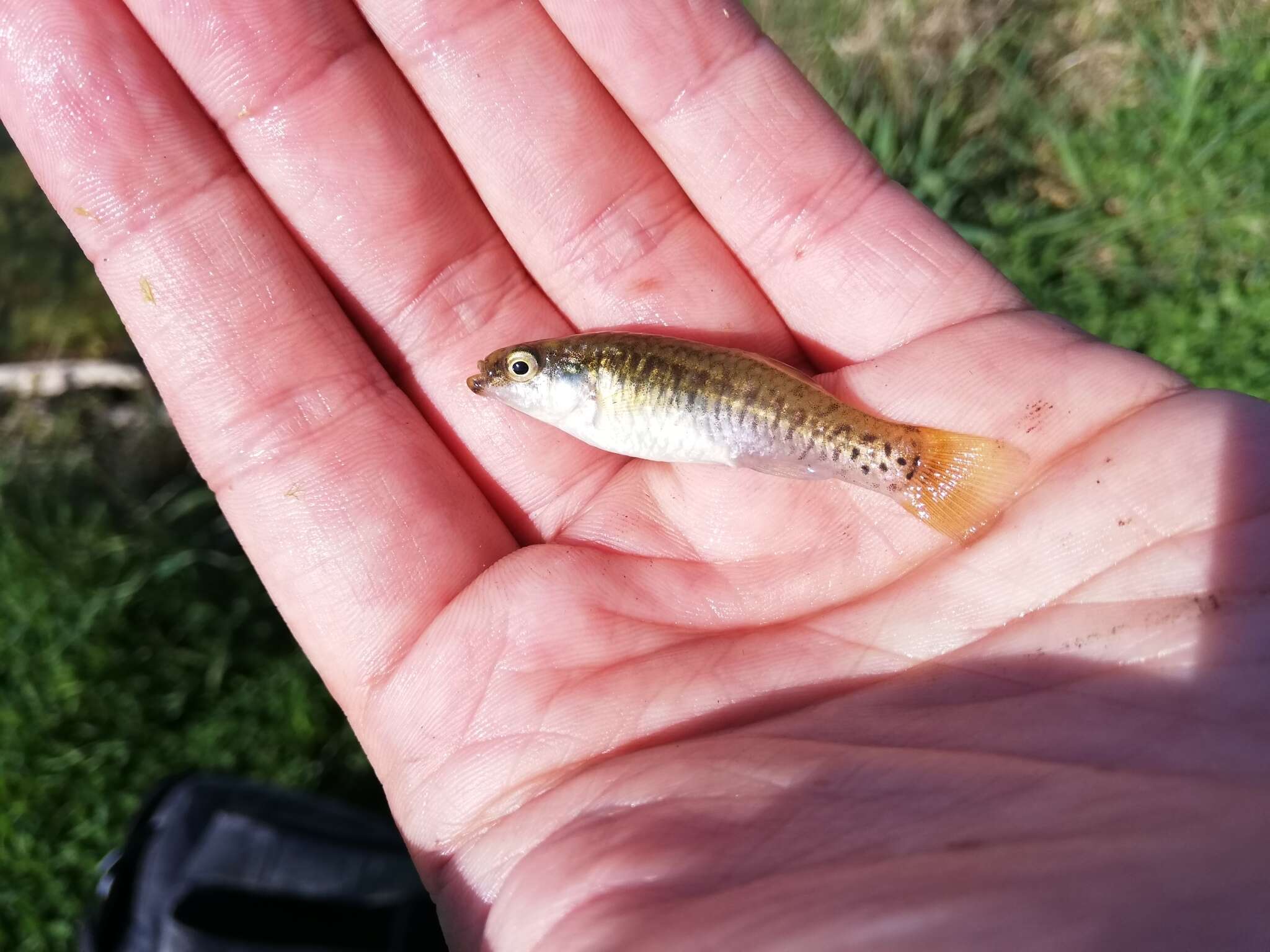 Image of Mediterranean Killifish