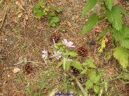 Image of Malva tournefortiana L.