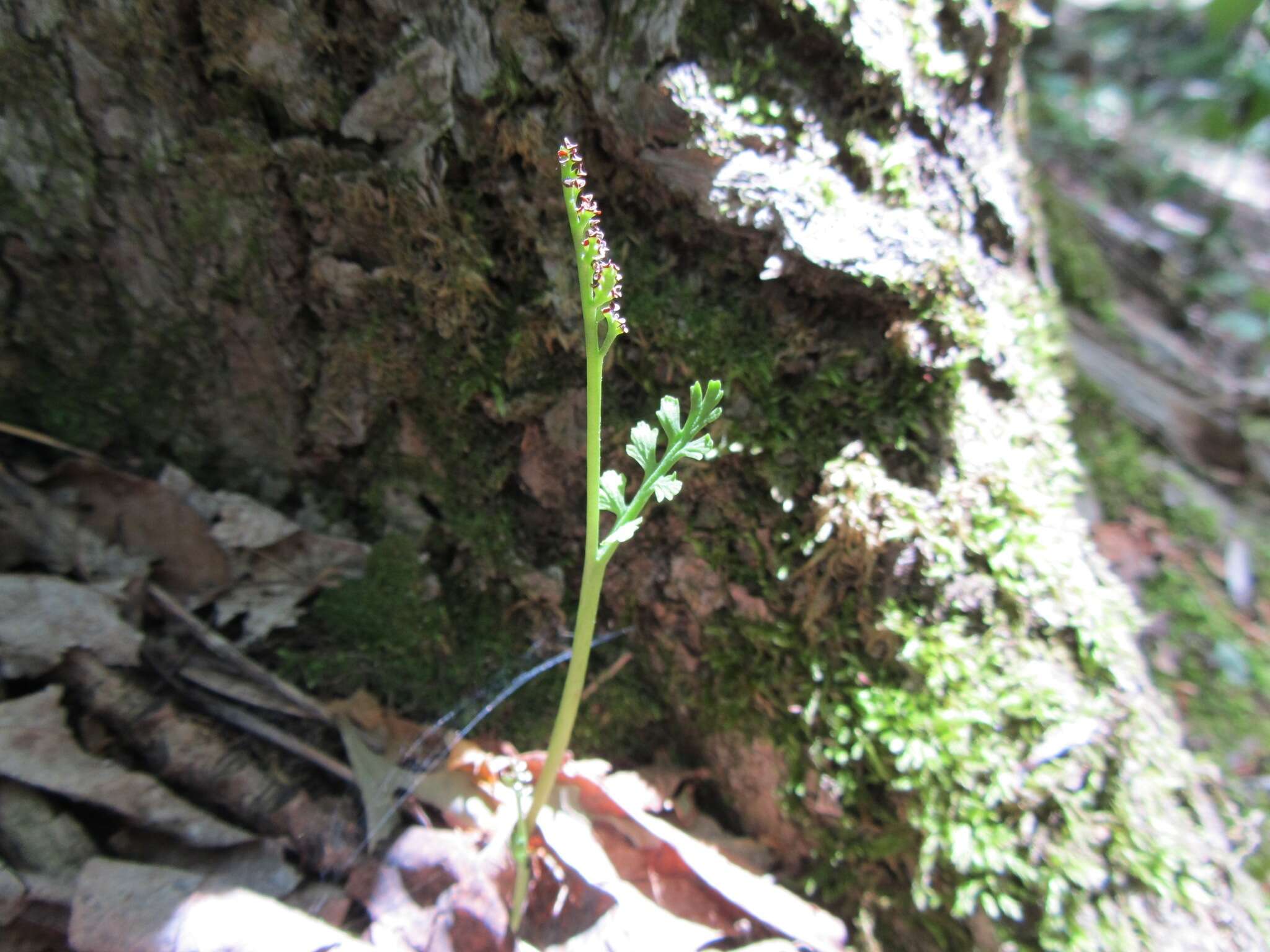 Image of branched moonwort