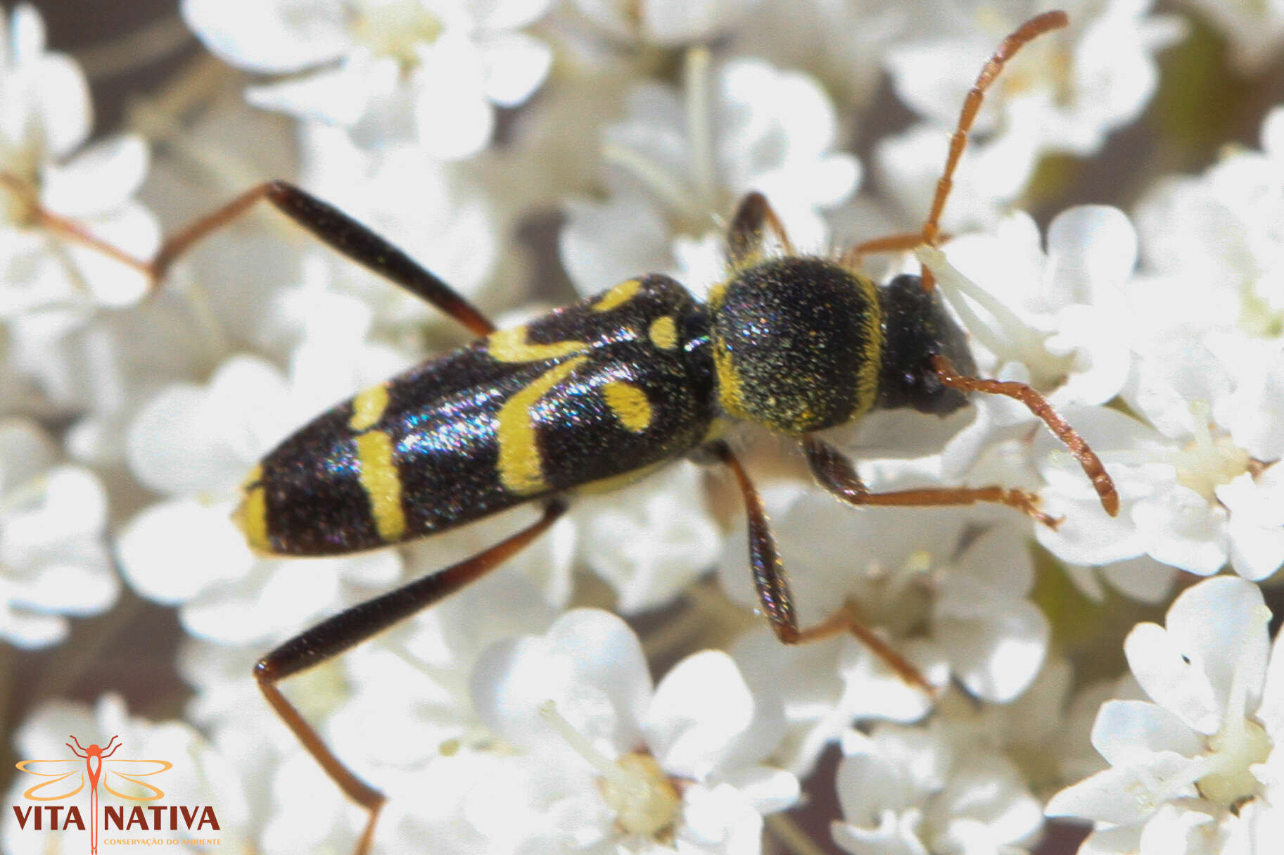 Image of Clytus rhamni Germar 1817