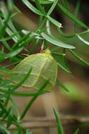 Image of Hylophilodes tsukusensis Nagano 1918