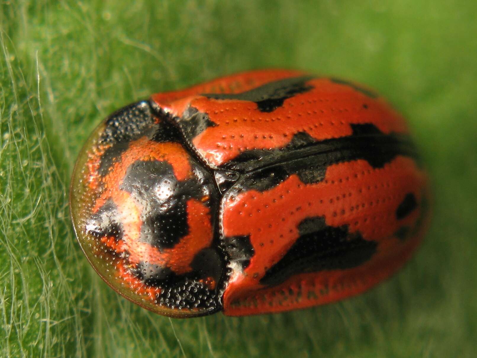 Image of Pilemostoma fastuosa (Schaller 1783)