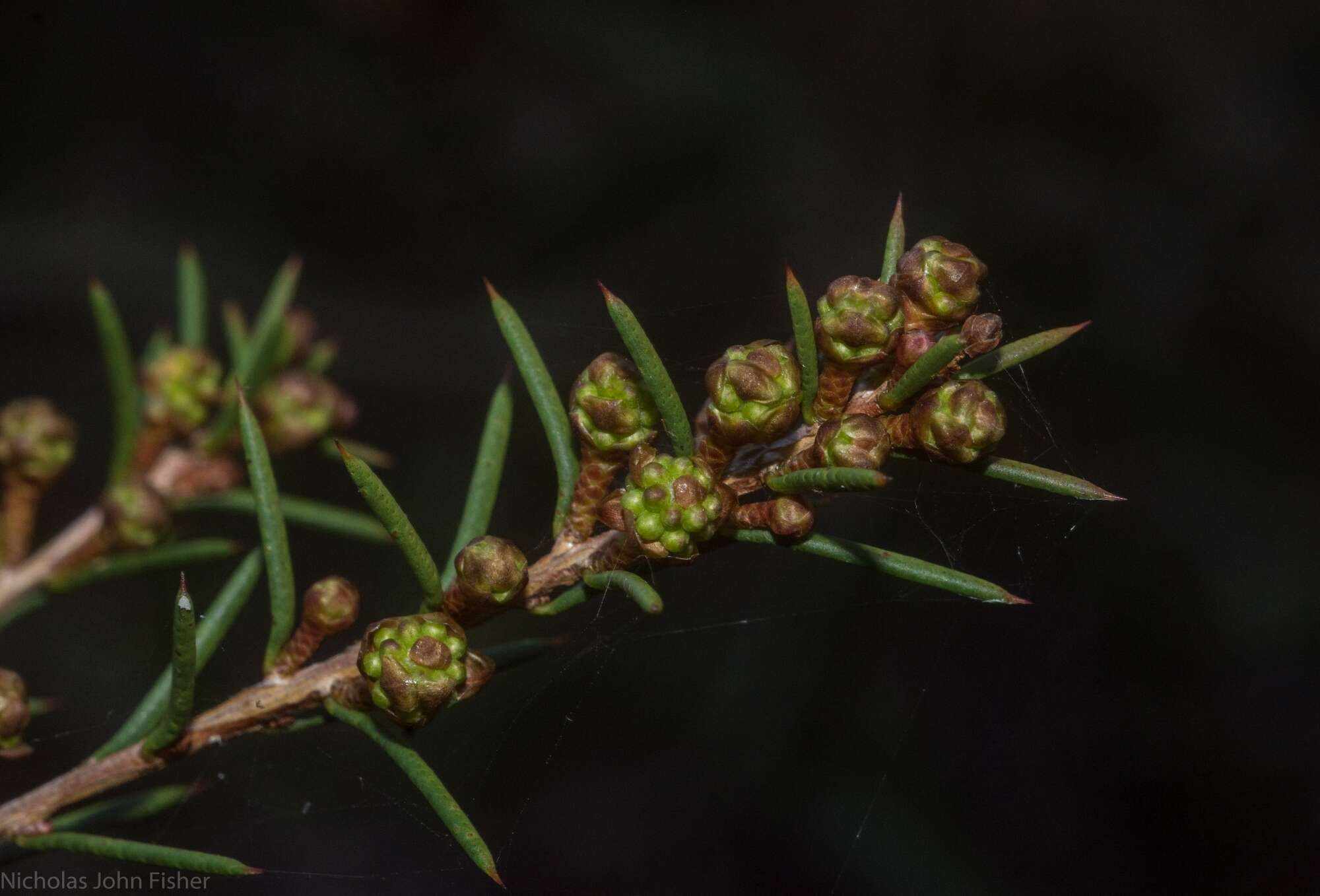 Sivun Melaleuca nodosa (Gaertn.) Sm. kuva